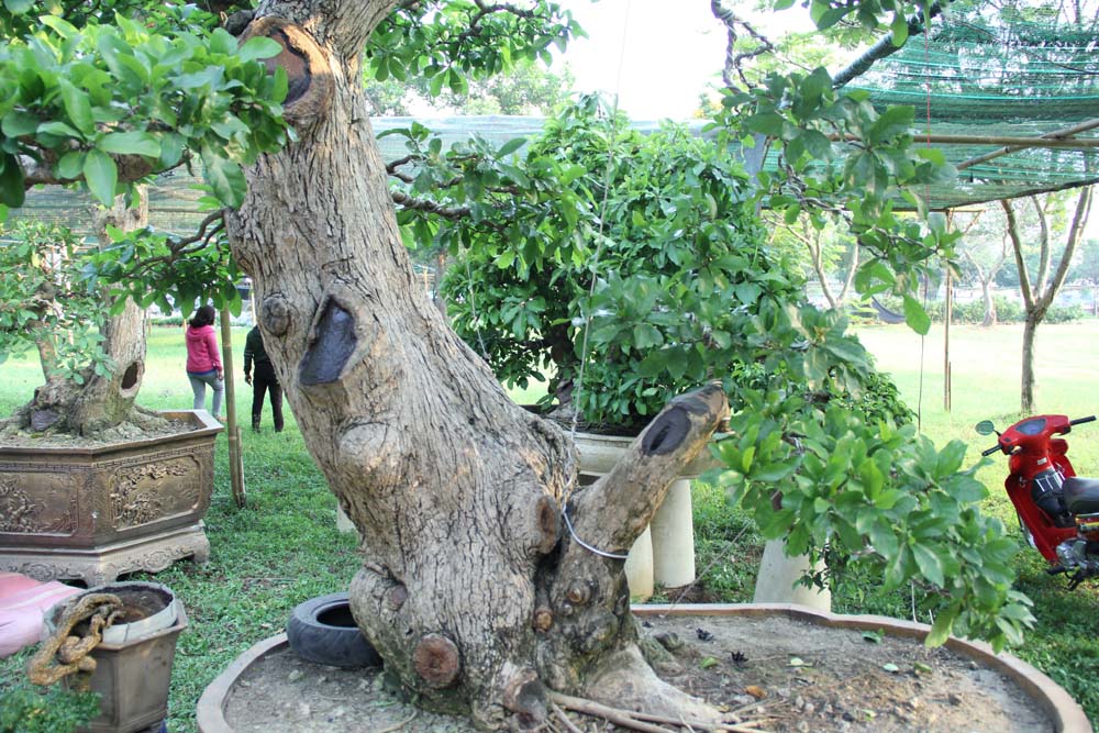 Cổ thụ giá 4 tỷ ở chợ hoa nhà giàu Sài Gòn ngày cận Tết