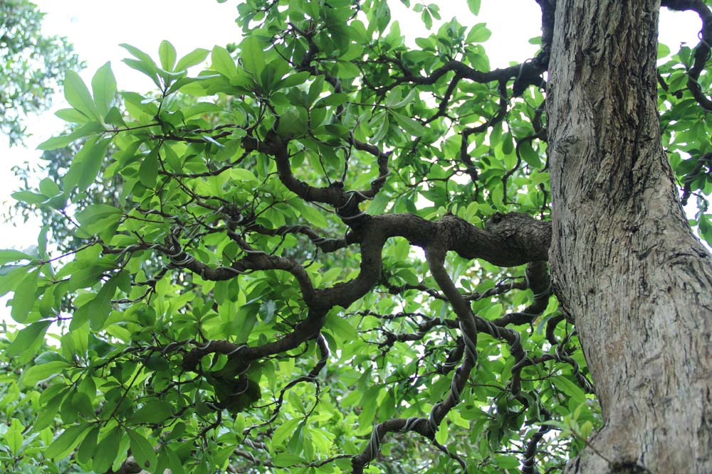 Cổ thụ giá 4 tỷ ở chợ hoa nhà giàu Sài Gòn ngày cận Tết