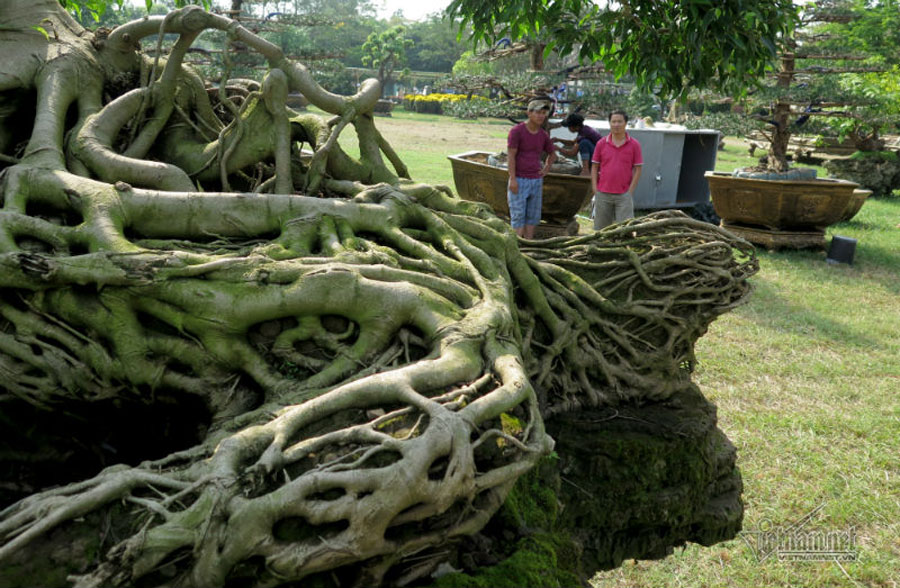 Cổ thụ giá 4 tỷ ở chợ hoa nhà giàu Sài Gòn ngày cận Tết