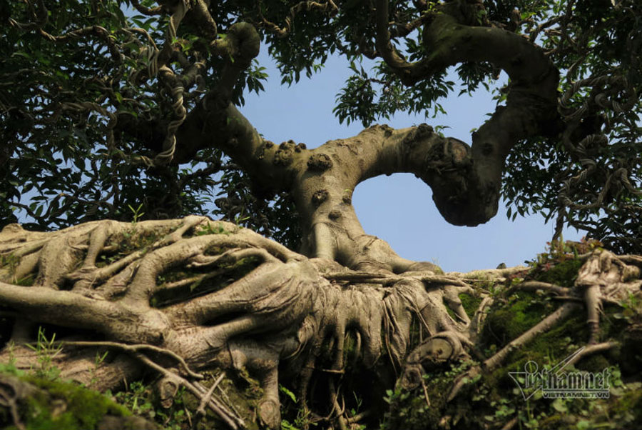 Cổ thụ giá 4 tỷ ở chợ hoa nhà giàu Sài Gòn ngày cận Tết