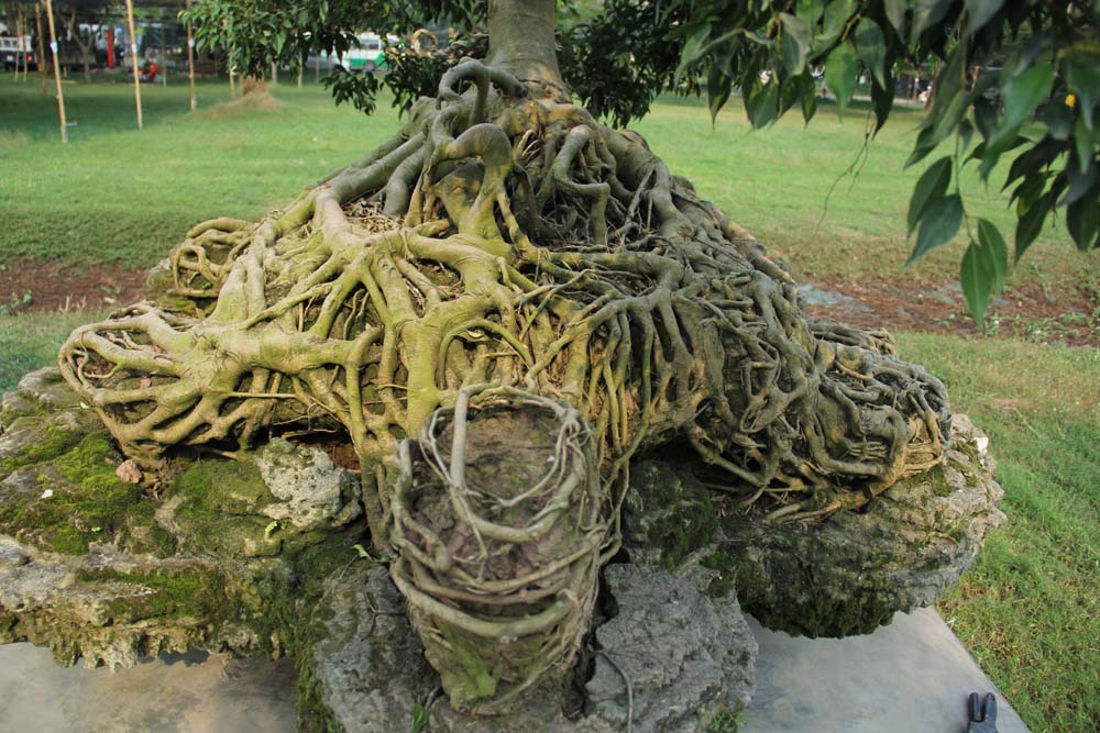 Cổ thụ giá 4 tỷ ở chợ hoa nhà giàu Sài Gòn ngày cận Tết