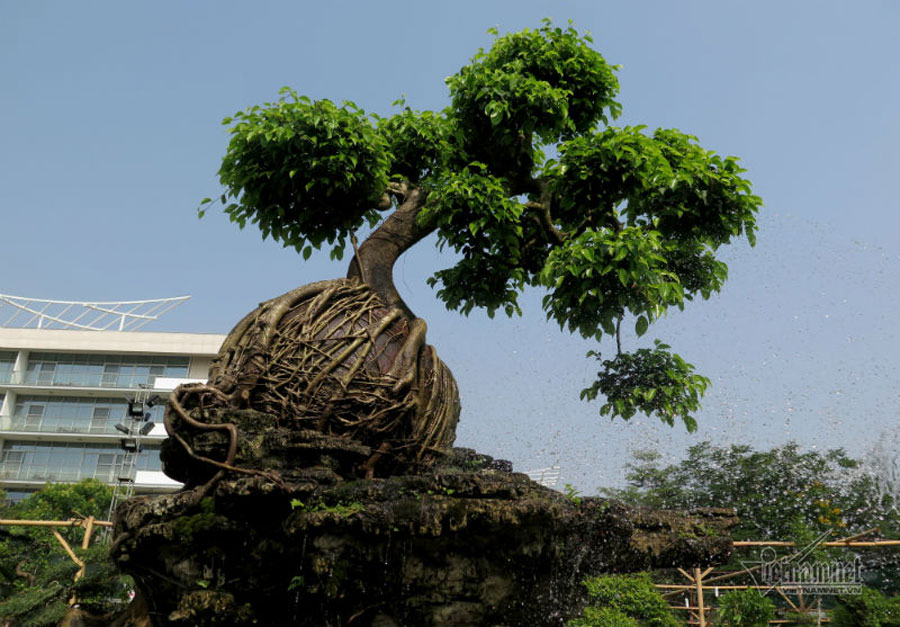 Cổ thụ giá 4 tỷ ở chợ hoa nhà giàu Sài Gòn ngày cận Tết Cổ thụ giá 4 tỷ ở chợ hoa nhà giàu Sài Gòn ngày cận Tết