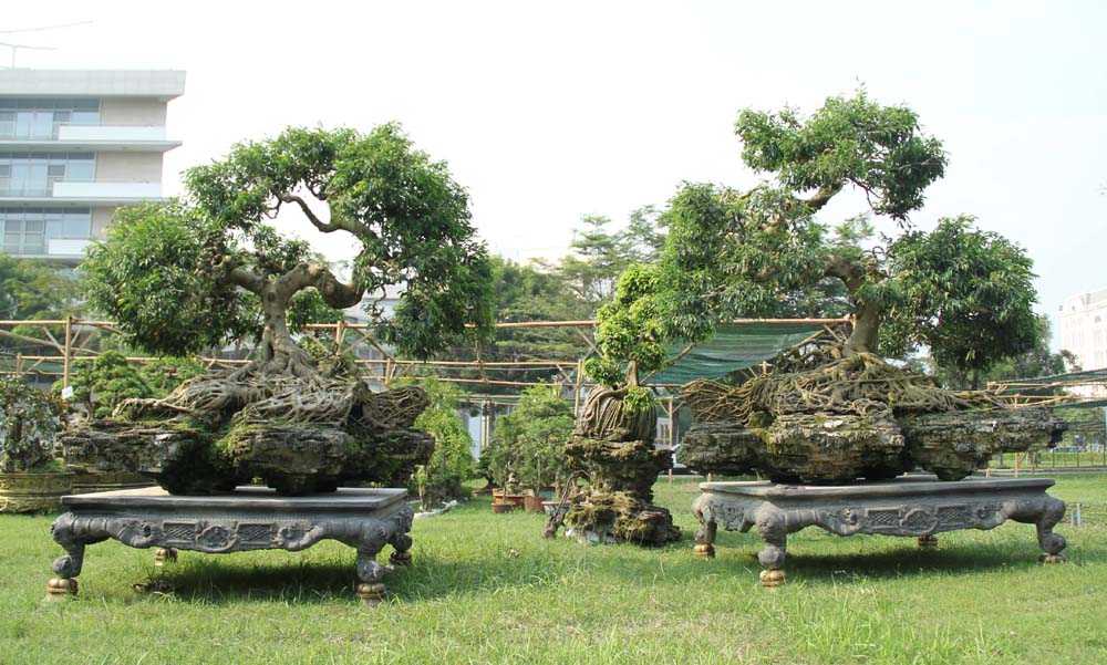 Cổ thụ giá 4 tỷ ở chợ hoa nhà giàu Sài Gòn ngày cận Tết