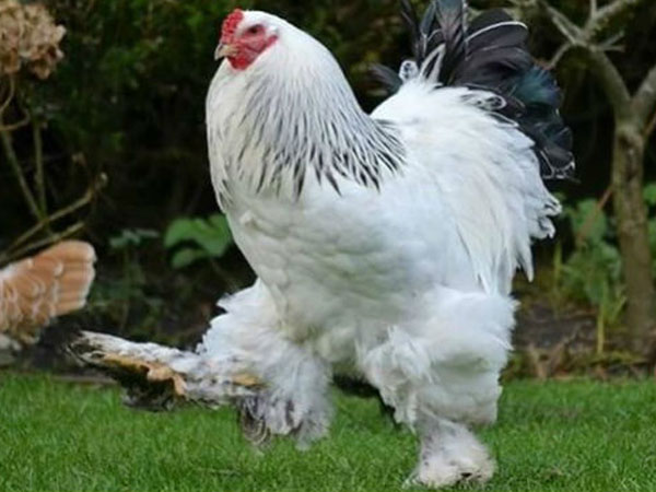 Vài chục triệu đồng một cặp gà kỳ lân biếu Tết