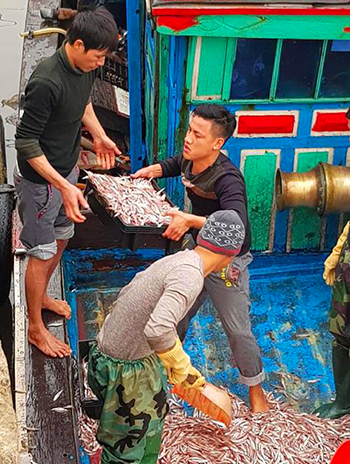Ngư dân Hà Tĩnh trúng đậm 200 tấn cá cơm
