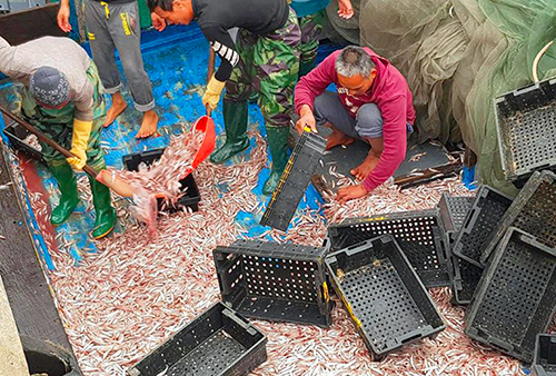 Ngư dân Hà Tĩnh trúng đậm 200 tấn cá cơm