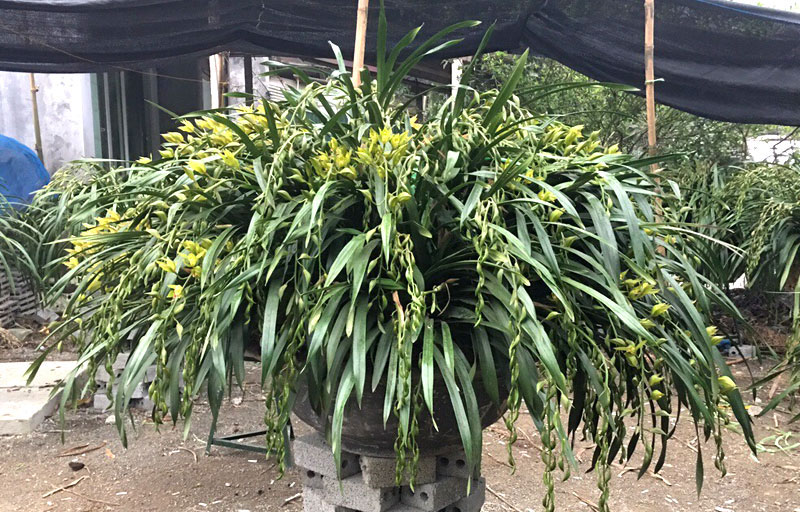 Phi vụ có 1 không 2: Áp tải 500 triệu địa lan cho đại gia Sài thành