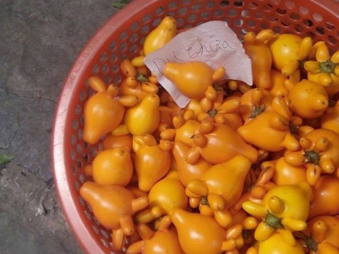 Loại quả có độc tố dẫn đến chết người được mua bày mâm ngũ quả ngày Tết