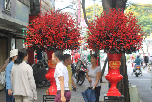 160 triệu đồng cặp đông đào chưng Tết