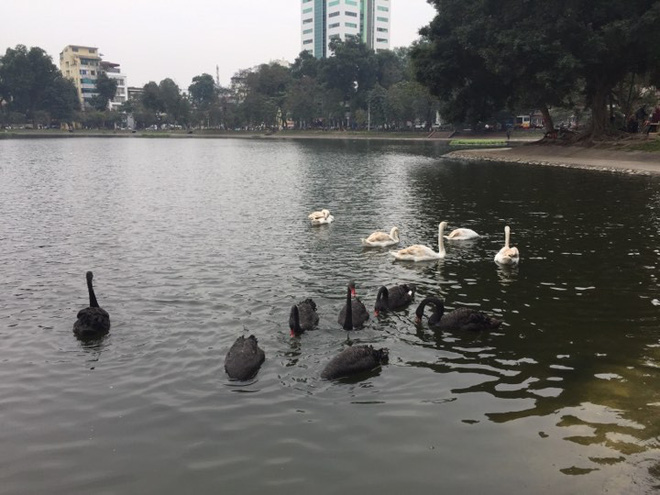 PGS Hà Đình Đức: Họ bảo tôi không làm gì cho Hồ Gươm, khiến rùa chết còn bảo thủ PGS Hà Đình Đức: Họ bảo tôi không làm gì cho Hồ Gươm, khiến rùa chết còn bảo thủ