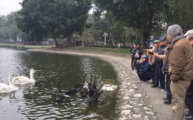 PGS Hà Đình Đức: Họ bảo tôi không làm gì cho Hồ Gươm, khiến rùa chết còn bảo thủ