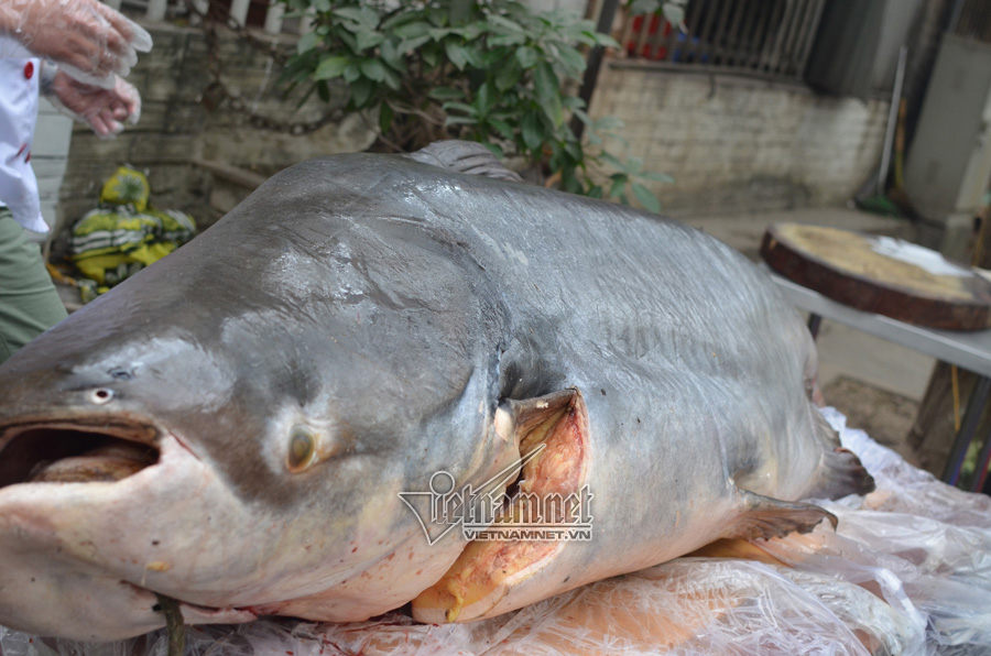Đại gia Hà Nội xẻ thịt thủy quái 120kg đãi khách ngày tết