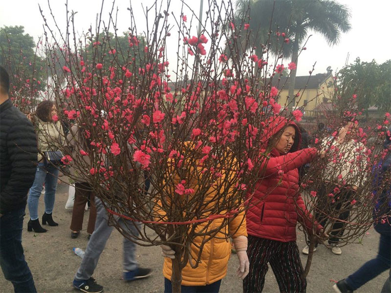 Giá đào tăng vọt ngày giáp Tết