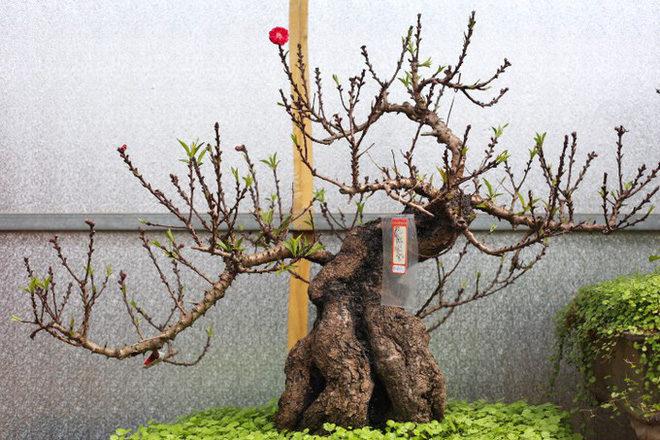 Loại đào tiến vua có gì đặc biệt mà có giá bán tới hàng chục, hàng trăm triệu đồng? Loại đào tiến vua có gì đặc biệt mà có giá bán tới hàng chục, hàng trăm triệu đồng?