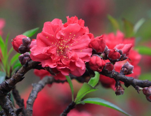 Loại đào tiến vua có gì đặc biệt mà có giá bán tới hàng chục, hàng trăm triệu đồng? Loại đào tiến vua có gì đặc biệt mà có giá bán tới hàng chục, hàng trăm triệu đồng?