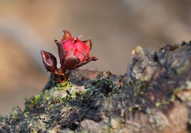 Loại đào tiến vua có gì đặc biệt mà có giá bán tới hàng chục, hàng trăm triệu đồng?