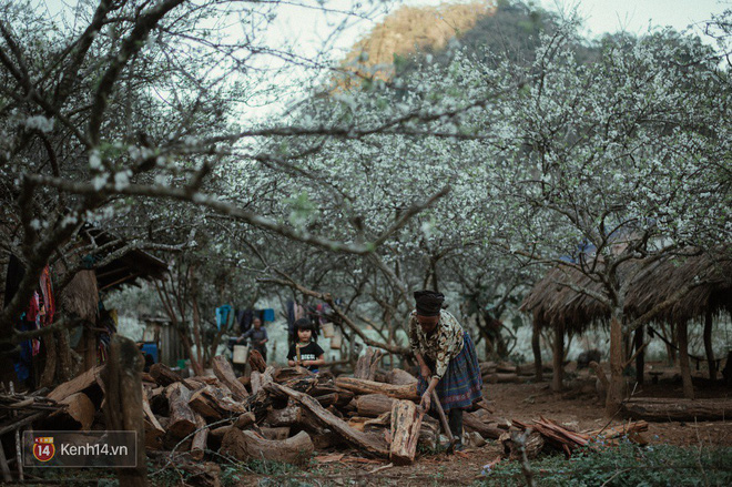 Những ngày cận Tết, hoa mận trắng nở rộ Mộc Châu đẹp đến mê mẩn
