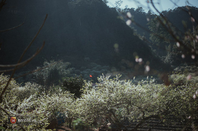 Những ngày cận Tết, hoa mận trắng nở rộ Mộc Châu đẹp đến mê mẩn