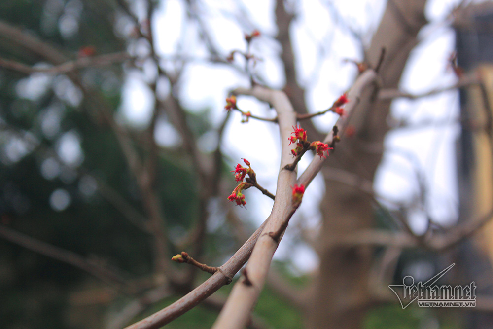 Phong lá đỏ Hà Nội trổ lộc ngày cận Tết Nguyên đán