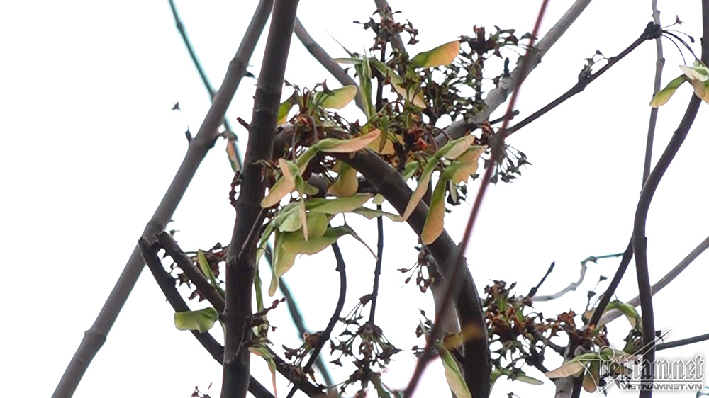 Phong lá đỏ Hà Nội trổ lộc ngày cận Tết Nguyên đán