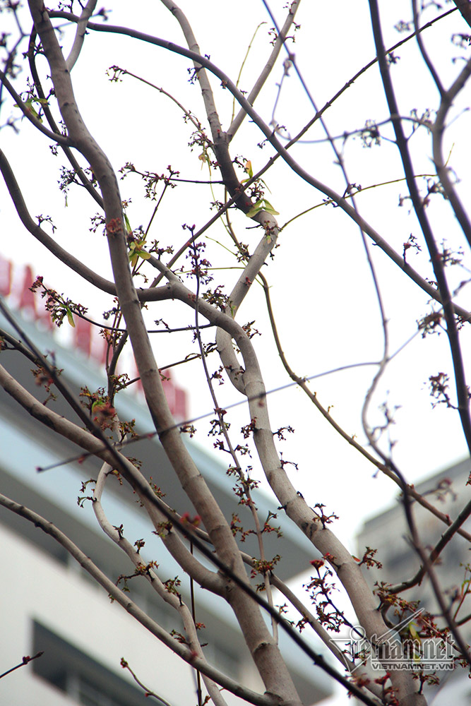 Phong lá đỏ Hà Nội trổ lộc ngày cận Tết Nguyên đán