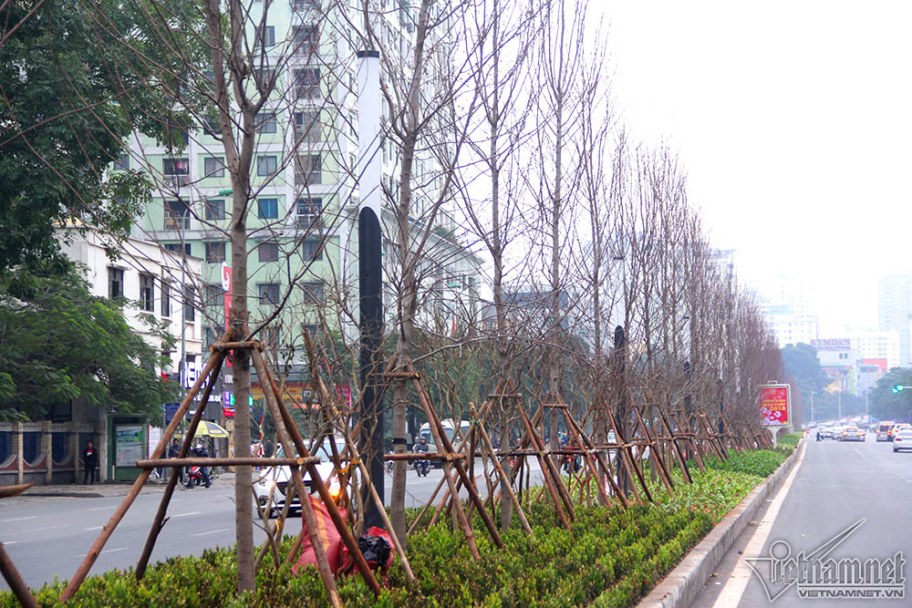 Phong lá đỏ Hà Nội trổ lộc ngày cận Tết Nguyên đán