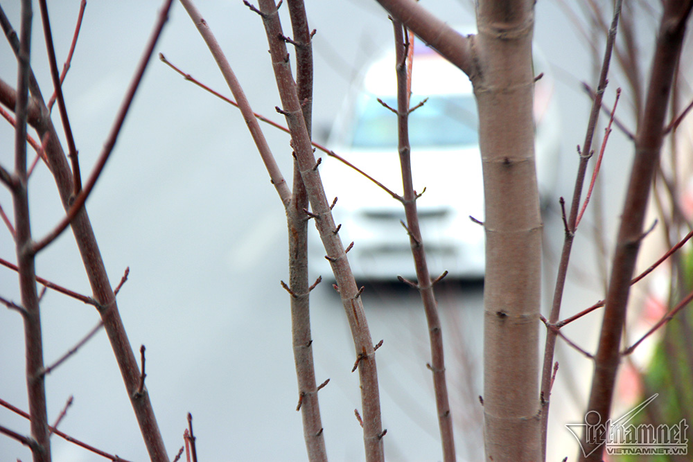 Phong lá đỏ Hà Nội trổ lộc ngày cận Tết Nguyên đán