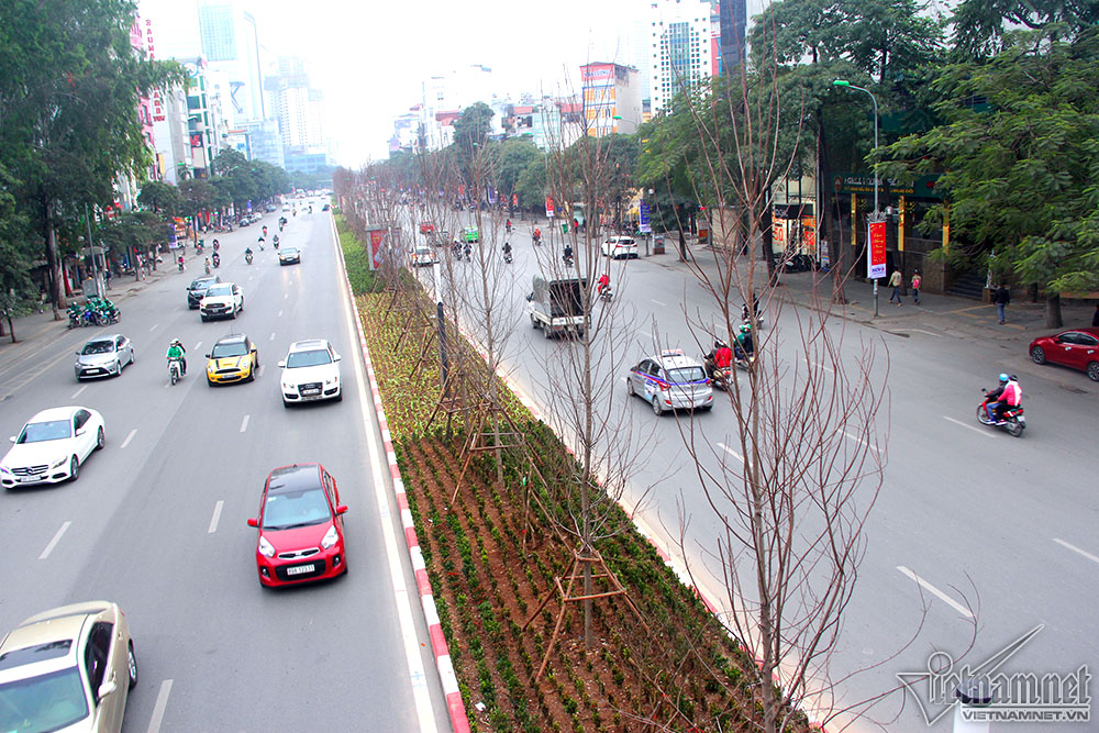 Phong lá đỏ Hà Nội trổ lộc ngày cận Tết Nguyên đán