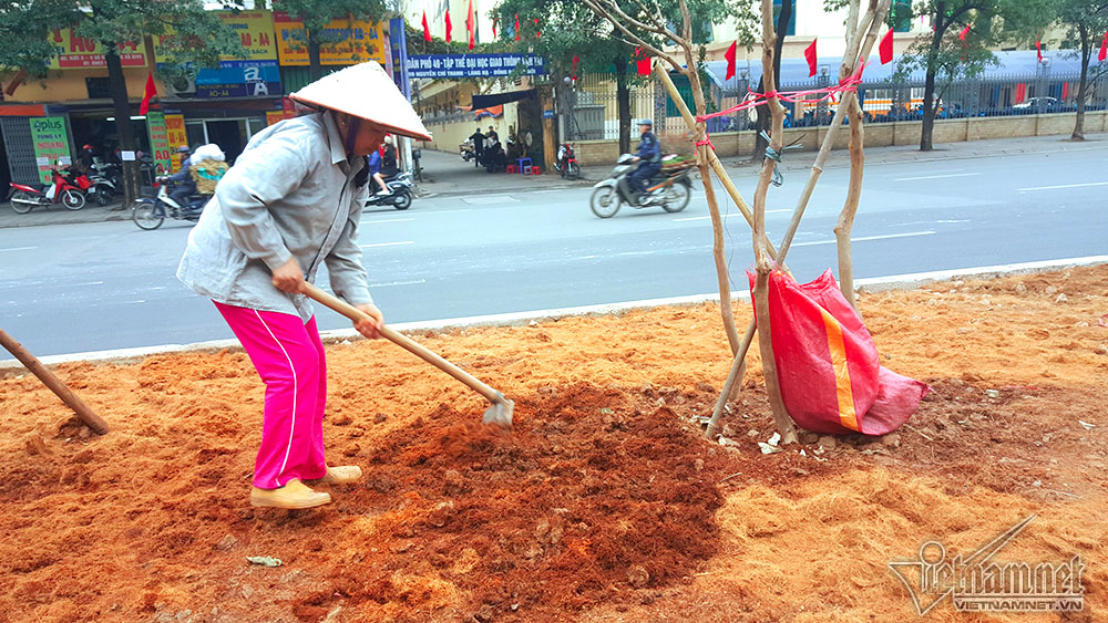 Phong lá đỏ Hà Nội trổ lộc ngày cận Tết Nguyên đán