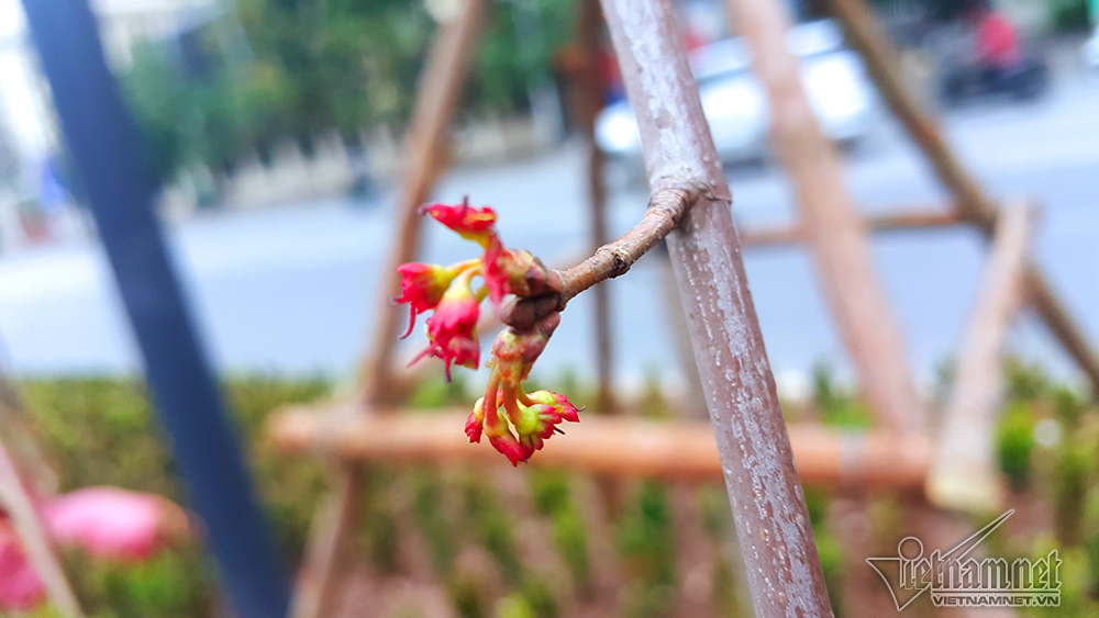 Phong lá đỏ Hà Nội trổ lộc ngày cận Tết Nguyên đán