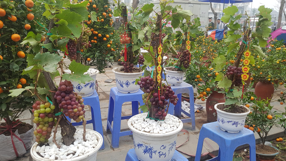 Cây Tết siêu độc, chị chủ vừa bán vừa tiếc