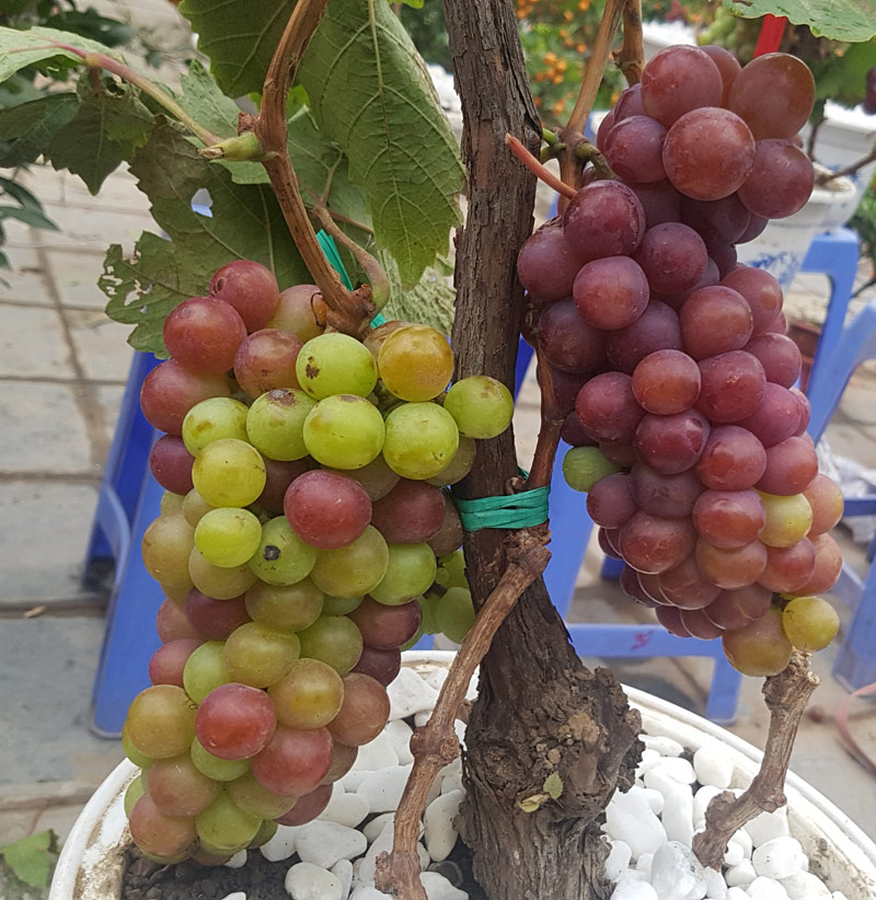 Cây Tết siêu độc, chị chủ vừa bán vừa tiếc