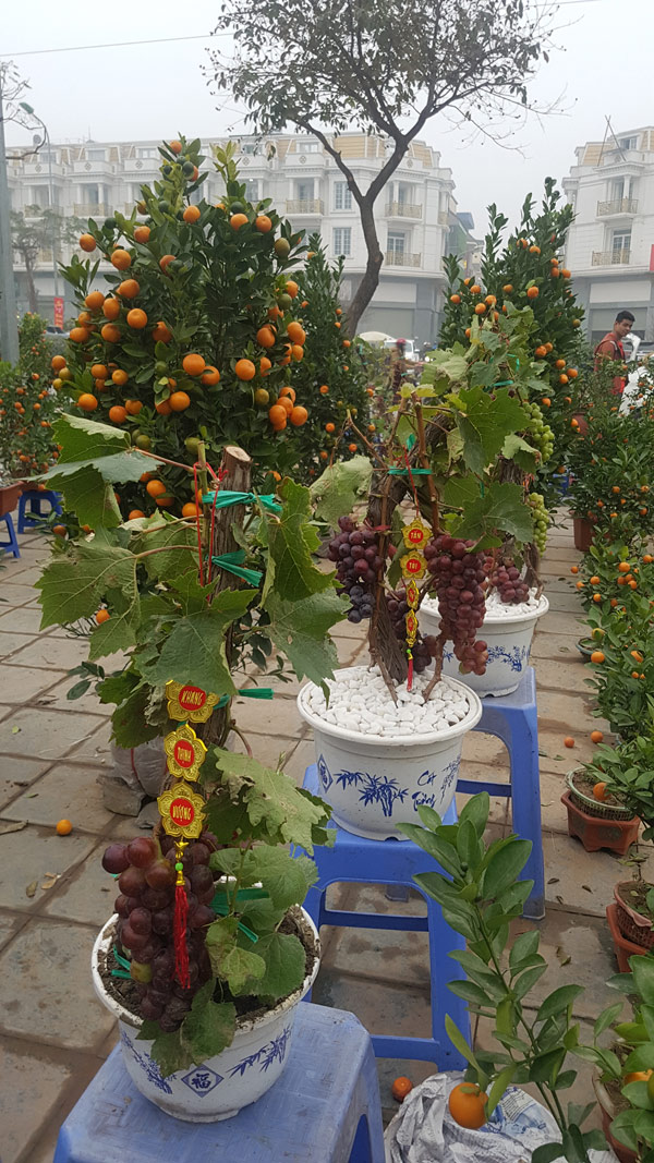 Cây Tết siêu độc, chị chủ vừa bán vừa tiếc Cây Tết siêu độc, chị chủ vừa bán vừa tiếc