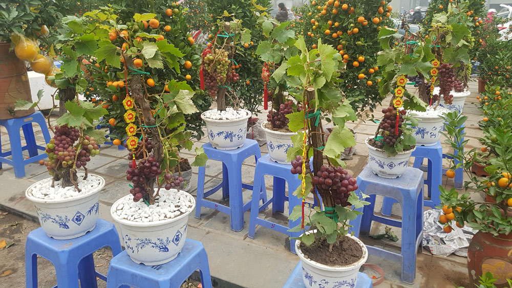 Cây Tết siêu độc, chị chủ vừa bán vừa tiếc Cây Tết siêu độc, chị chủ vừa bán vừa tiếc