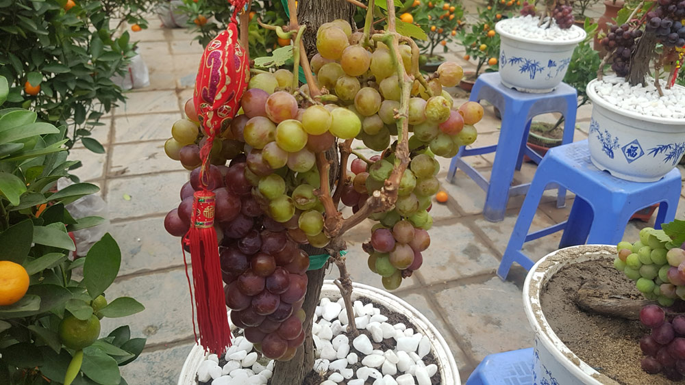 Cây Tết siêu độc, chị chủ vừa bán vừa tiếc