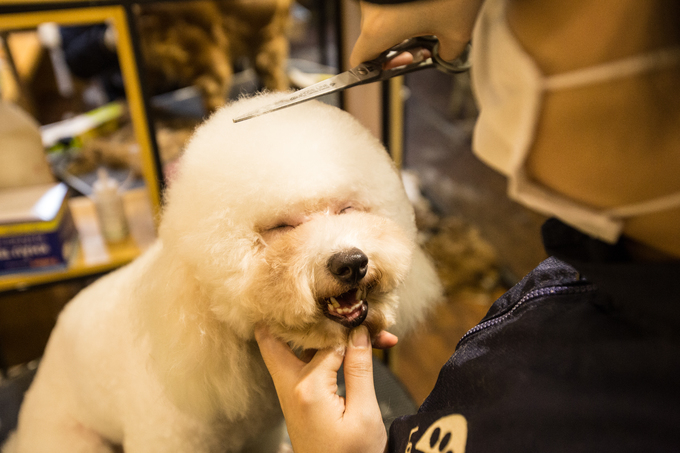 Người Hà Nội chi tiền triệu làm đẹp thú cưng đón Tết