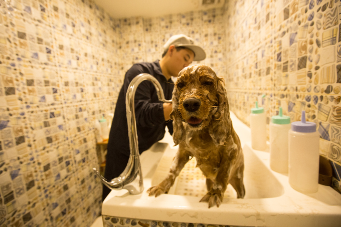 Người Hà Nội chi tiền triệu làm đẹp thú cưng đón Tết