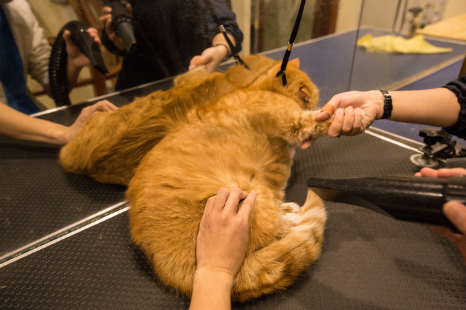 Người Hà Nội chi tiền triệu làm đẹp thú cưng đón Tết