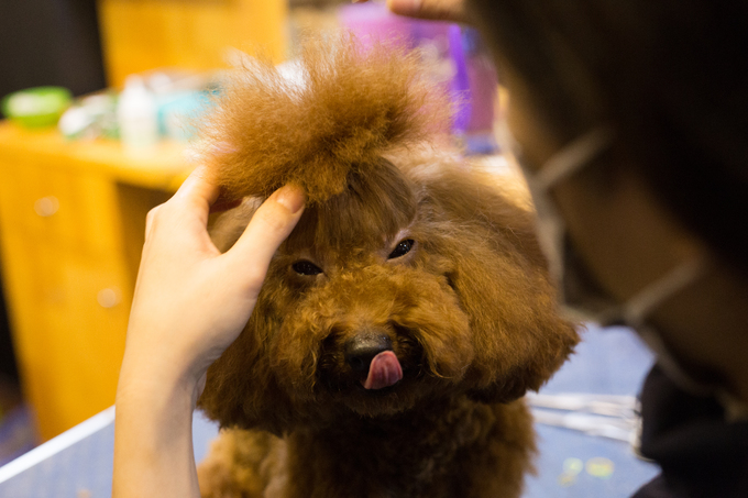 Người Hà Nội chi tiền triệu làm đẹp thú cưng đón Tết