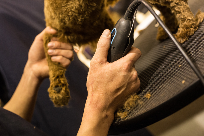 Người Hà Nội chi tiền triệu làm đẹp thú cưng đón Tết