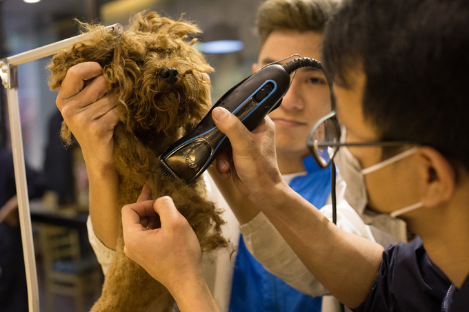 Người Hà Nội chi tiền triệu làm đẹp thú cưng đón Tết