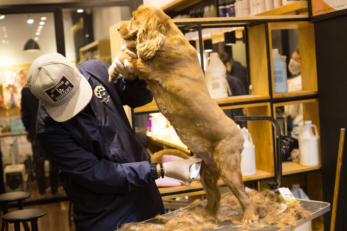 Người Hà Nội chi tiền triệu làm đẹp thú cưng đón Tết