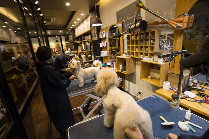 Người Hà Nội chi tiền triệu làm đẹp thú cưng đón Tết