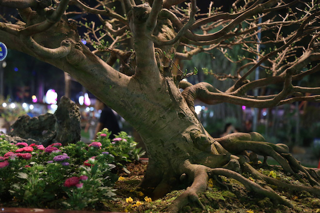 Chiêm ngưỡng gốc mai 3 tỉ đồng với bộ rễ tay phù thủy