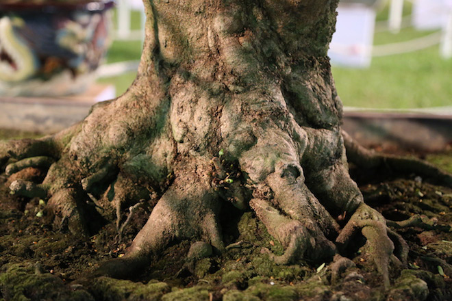 Chiêm ngưỡng gốc mai 3 tỉ đồng với bộ rễ tay phù thủy