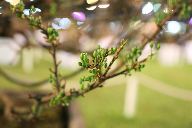 Chiêm ngưỡng gốc mai 3 tỉ đồng với bộ rễ tay phù thủy