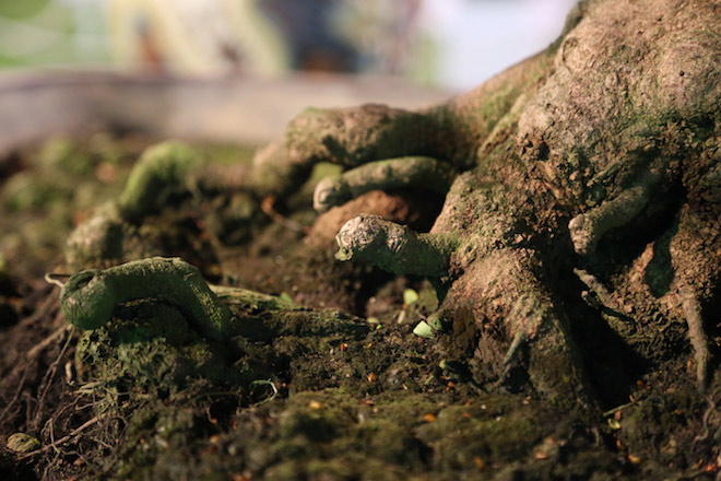 Chiêm ngưỡng gốc mai 3 tỉ đồng với bộ rễ tay phù thủy