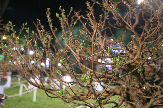 Chiêm ngưỡng gốc mai 3 tỉ đồng với bộ rễ tay phù thủy