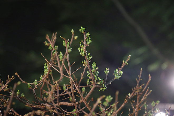 Chiêm ngưỡng gốc mai 3 tỉ đồng với bộ rễ tay phù thủy