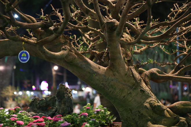 Chiêm ngưỡng gốc mai 3 tỉ đồng với bộ rễ tay phù thủy